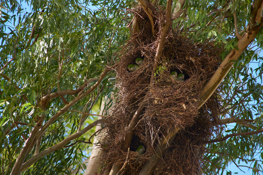 parrots nests on trees