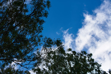 panoramic of the sky between the treetops