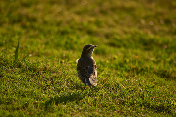 Mimus saturninus in its natural habitat