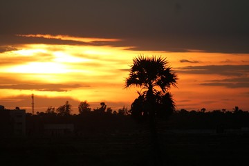 sunset over palm trees