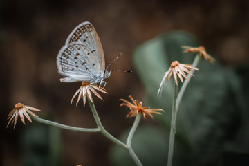 butterfly on a flower