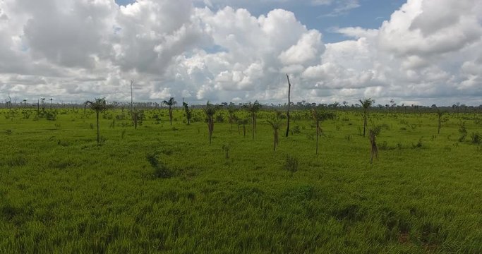 Agricultural Land with Grassy Soil, some Dead Trees and Palm Trees Growing in Pando, Bolivia
