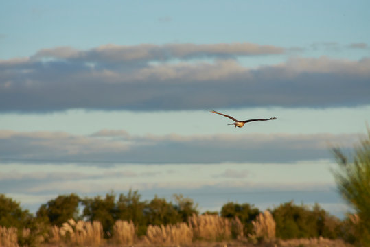 Chimango in full poaching flight