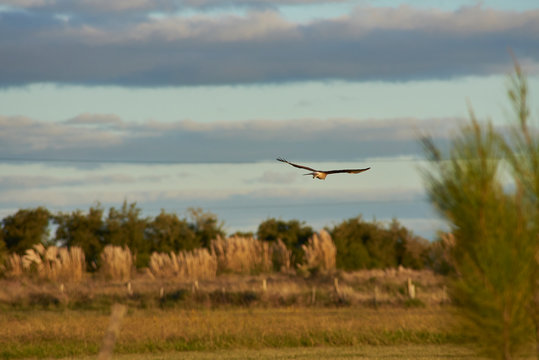 Chimango in full poaching flight
