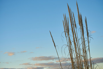 Phragmites in the sunset of a spring day
