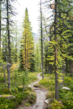Hiking at Lake O&rsquo;Hara area in Yoho national park
