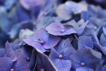 purple flower with drops of water
