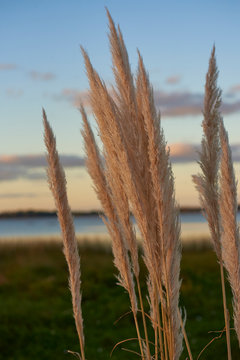 Phragmites in the sunset of a spring day