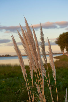 Phragmites in the sunset of a spring day