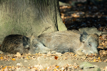 Wildschweine im Wald