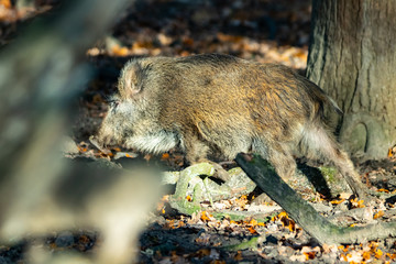 Wildschweine im Wald