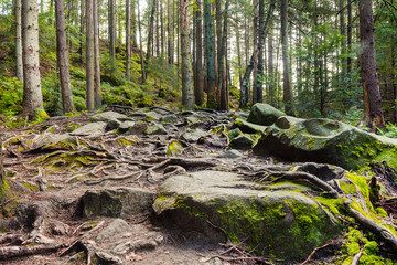 Obraz premium Forest landscape photo with moss, rocks and roots.