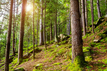Forest landscape photo with moss and rocks.
