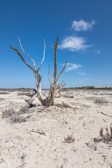 Dead tree and blue sky, parched Australian landscape.