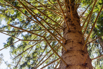 PIne tree trunk close-up view
