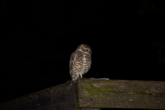 Tecolote llanero owl in the spring night