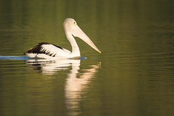 Fototapeta na wymiar Australian Pelican and reflection swimming in the morning light.