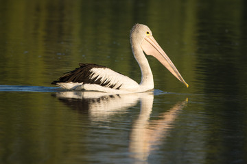 Australian Pelican cruising in the golden morning light.