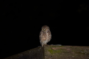 Tecolote llanero owl in the spring night