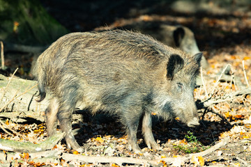 Wildschweine im Wald