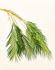 야자수, 열대식물, green, 가지, 나무, 백, 식물, 딜, 나물, 전나무, 나뭇잎, 네이처, 나뭇가지, 신선, 향료, 상록, 매크로, 내추럴, 근접, 무인도, 열대야, 야자유, 여름, 해변가, 힐링, 동남아, 남태평양, 심재, 해변식물, 아레카, 공기정화식물, coconut, coconut tree, date palm, palm, 정글, 코코넛, 아레