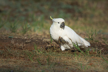 Feeding Sulphur Crested Cockatoo, on the ground, natural behaviour.
