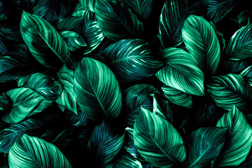 Naklejki  liście Spathiphyllum cannifolium, abstrakcyjna zielona tekstura, tło przyrody, tropikalny liść