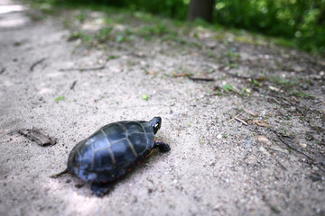 Turtle