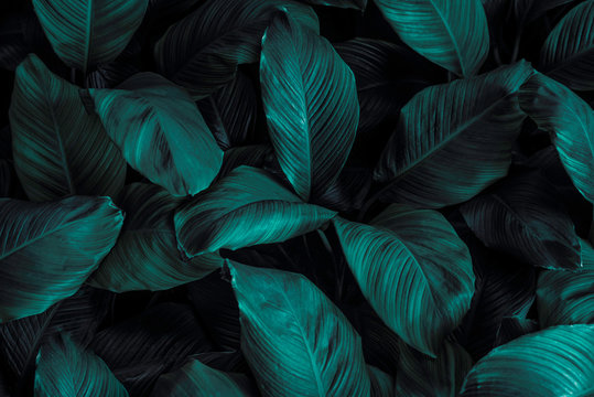 leaves of Spathiphyllum cannifolium, abstract green texture, nature background, tropical leaf © eakarat