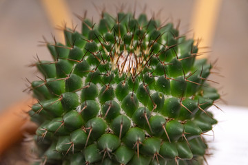 garden cactus in macro photography