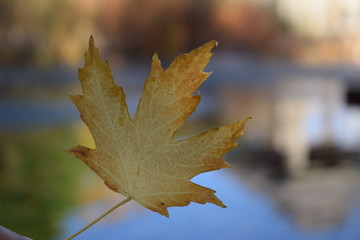 Fall Leave