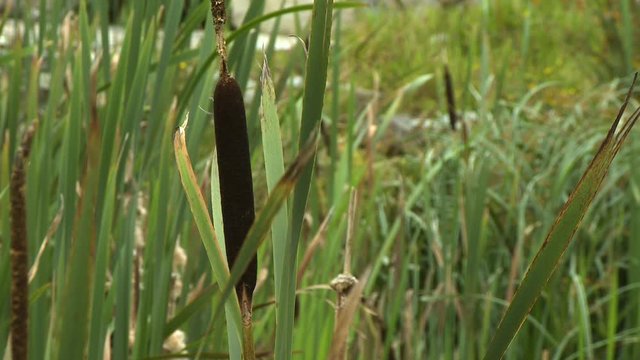 Steady, medium close up shot of cattails in a tall grassy area.