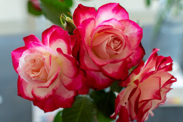  beautiful flowers with amazing colors in spring