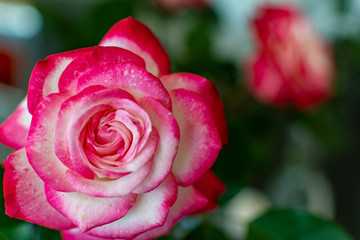  beautiful flowers with amazing colors in spring