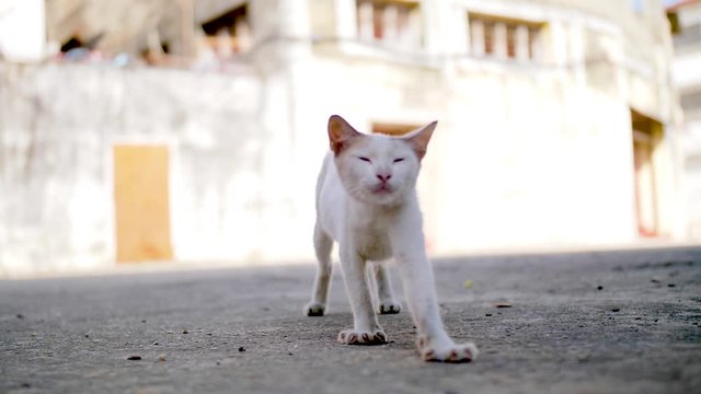 Kitten stepping toward camera, stretching in bright morning light // slow motion