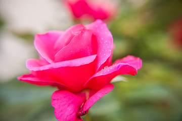 pink rose in garden