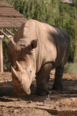 Obraz premium rinoceronte