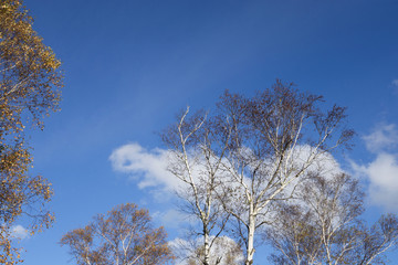 Fototapeta premium 白樺と青空