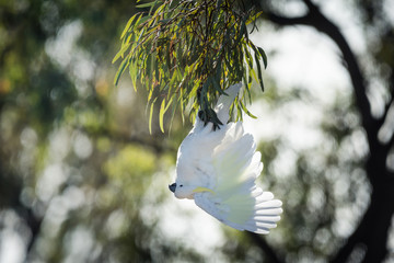 Sulphur Crested Cockatoo, hanging upside down in a tree. © Steven