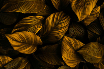 Obraz na płótnie Canvas Spathiphyllum cannifolium leaf concept, dark green abstract texture, natural background, tropical leaves in Asia and Thailand