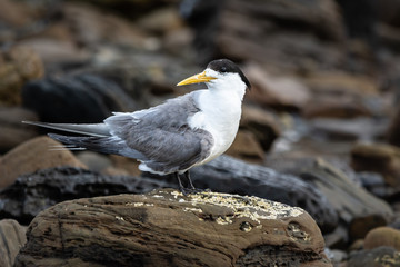 Crested Tern perched on natural beach rocks, isolated by shallow depth of field.
