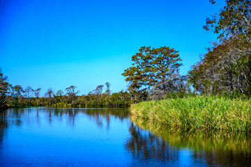 Obraz premium Lowcountry marsh land that was formerly rice fields in South Carolina