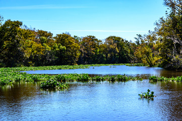 Lowcountry marsh land that was formerly rice fields in South Carolina
