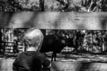 Young Caucasian blonde boy watching bull through wooden fence