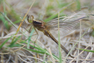  dragon-fly beautiful