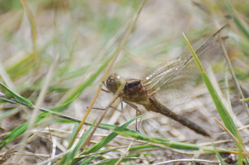 dragon-fly beautiful