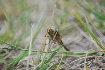  dragon-fly beautiful