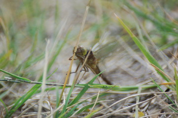  dragon-fly beautiful