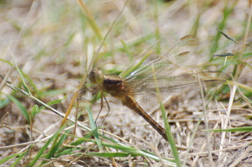  dragon-fly beautiful