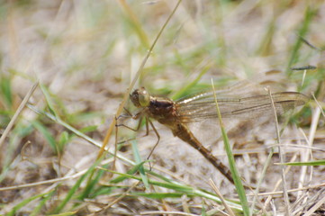  dragon-fly beautiful